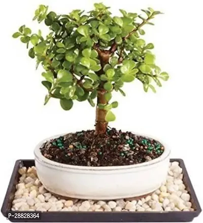 Baishnab  Button Jade Plant31 Jade Plant-thumb0