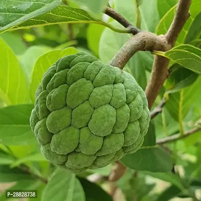 Baishnab  Custard Apple Live Plant Disha3090118-thumb0