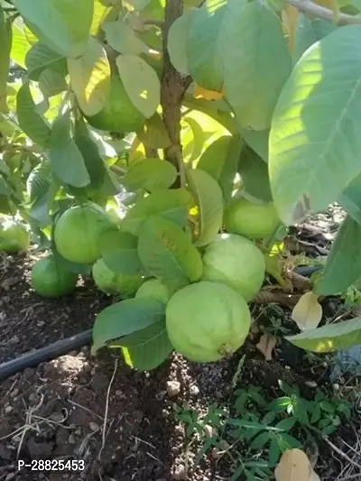 Baishnab  Thai Hybrid Dwarf Variant Guava Live Plan-thumb0