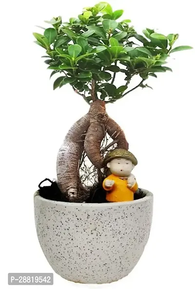 Baishnab  EZfi34 Ficus Bonsai Plant