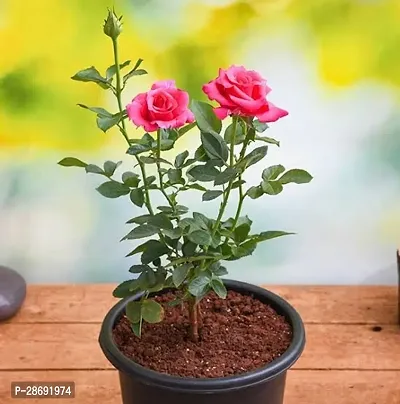 Baishnab Rose Plant Rose gold-thumb0