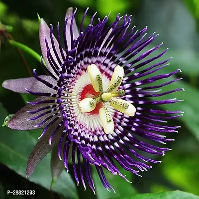 Baishnab  Passion Flower Plant a01 Passion Plant-thumb0