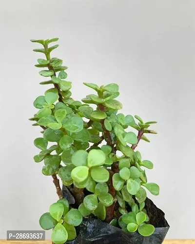 Baishnab Jade Plant JADE PLANT-thumb0