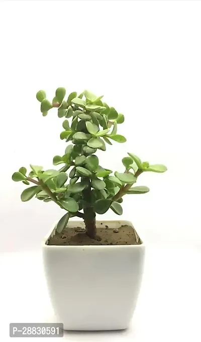 Baishnab  Famous Garden Live Jade Plant With PotIn-thumb0