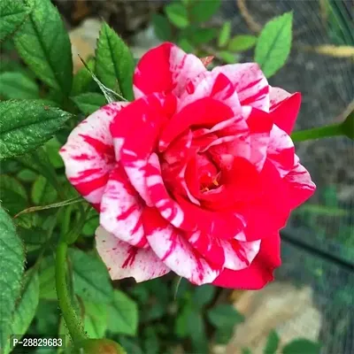 Baishnab  Hybrid All Season Live Rose PlantCF105