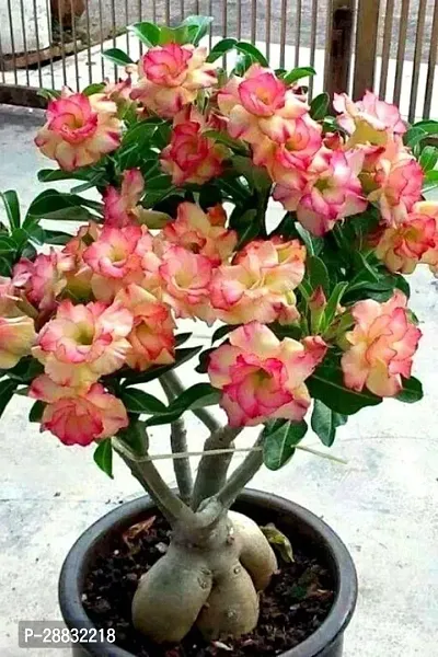 Baishnab  adja01 Adenium Plant-thumb0