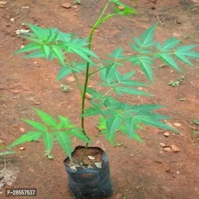 Baishnab Neem Plant Neem Plant-19