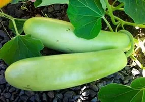 Baishnab Gourd seed  20 per packet    rbLong Bottle Gourd Seed20 Per Packet20PIECE-thumb2