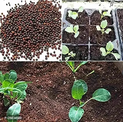 Baishnab Cauliflower seed 475ps mcPurple Cauliflower  Phol Gobhi  F1 Hybrid Vegetable Seeds   G3927475PIECE-thumb2