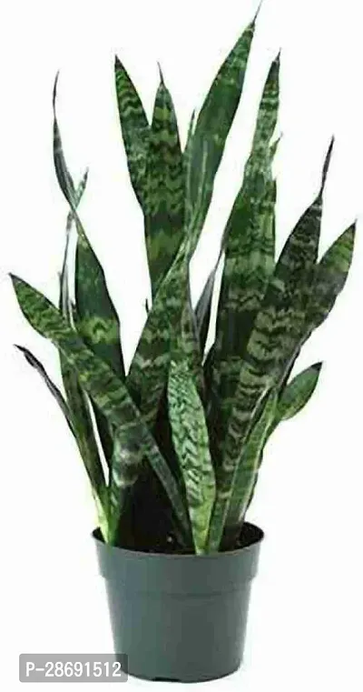 Baishnab Snake Plant Snake Plant-thumb0