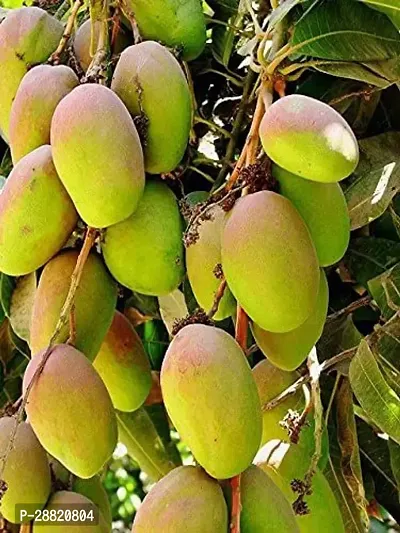 Baishnab  Honey Mango Plant Mango Plant-thumb0