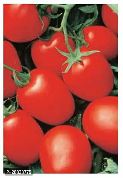 Baishnab Earth Seeds R 56TOMATO5104PIECE-thumb0