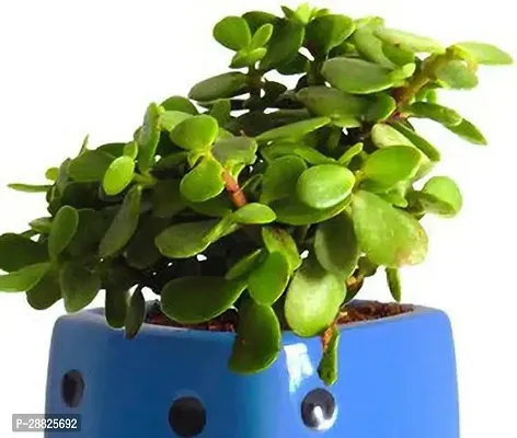 Baishnab  Jade Live Plant Good Luck Plant CF179 J-thumb0