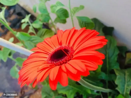 Baishnab Gerbera Plant GERBERA PLANT-Z3-thumb0