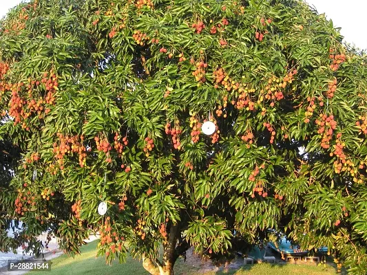 Baishnab  Need litchi plants Litchi Plant