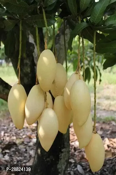 Baishnab  Mango Tree Hybrid Pack of 1 Mango Plant-thumb0