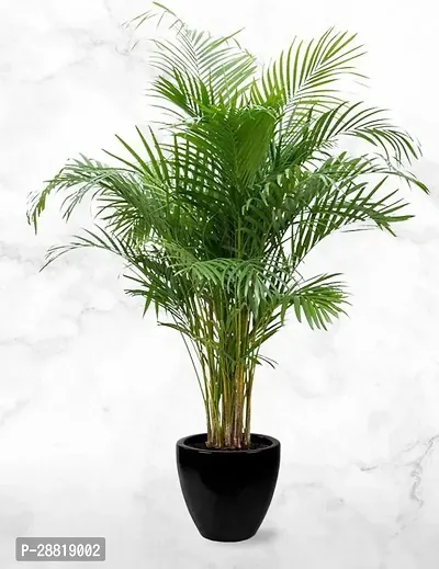 Baishnab  ARECAAMAR77 Areca Palm-thumb0