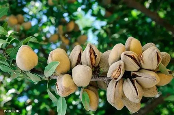 Baishnab  Almond plant 14 Almond Plant