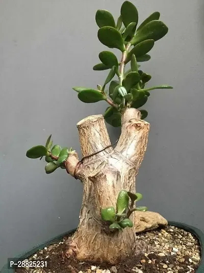 Baishnab  jm11 Jade Plant-thumb0