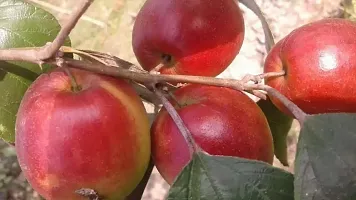 Baishnab Ber Apple Plant Rare Kashmiri Apple Ber Thailand variety fruit Jujube Fruit GraftingLive Plant-thumb1