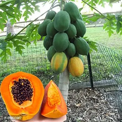 Baishnab Papaya seed ds 20psAtoZ15320PIECE-thumb0