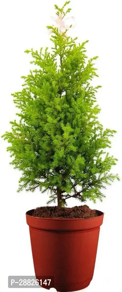 Baishnab  JuniperTree Juniper Plant-thumb0