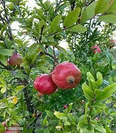 Baishnab Pomegranate Plant 78945 Pomegranate Premium PlantAnnar Sap_2054-thumb0