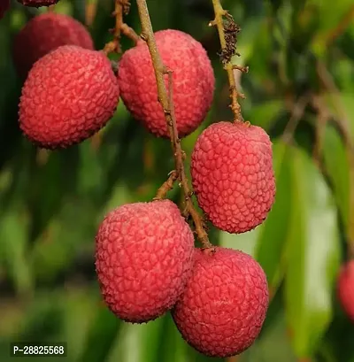 Baishnab  Litchi Plant Live Plant CF3086 Litchi P-thumb0