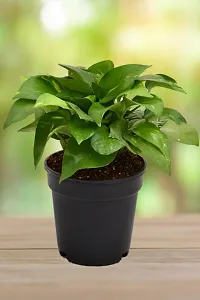 Baishnab Money Plant Money Plant Green-thumb1