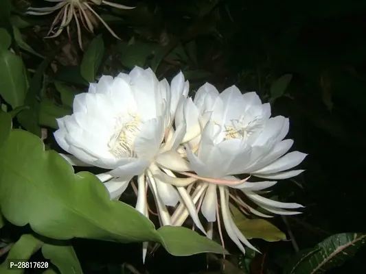 Baishnab  Q Brahma Kamal Flower Plant Brahma Kamal-thumb0