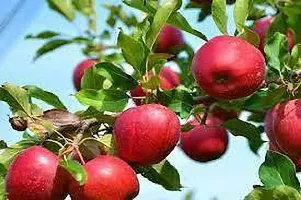 Baishnab Apple Plant APPLE KASHMIR-thumb1