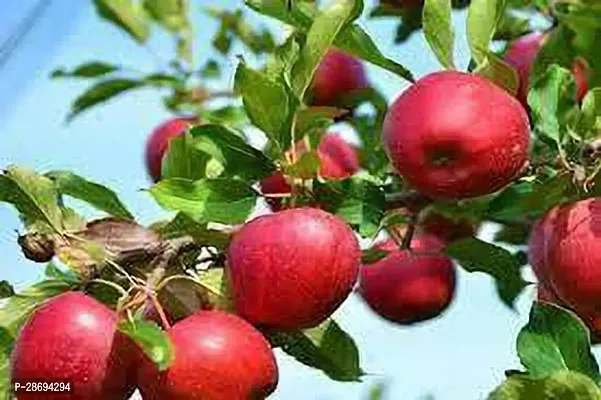 Baishnab Apple Plant APPLE KASHMIR-thumb2