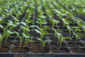 Baishnab GREEN Cauliflower seed80 per packet  rbGreen Cauliflower  Phol Gobhi  F1 Hybrid Vegetable Seeds   G18380PIECE-thumb1