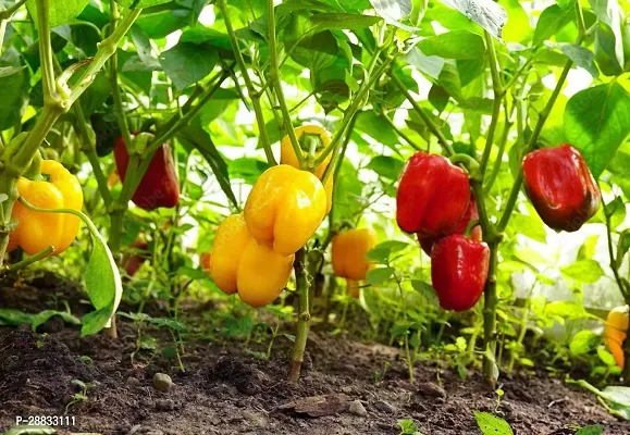 Baishnab Capsicum seed gg 50psPremium Capsicum Shimla Mirch Seeds   5050PIECE-thumb0