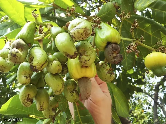 Baishnab Cashew Plant Kaju Badam Plant-thumb0