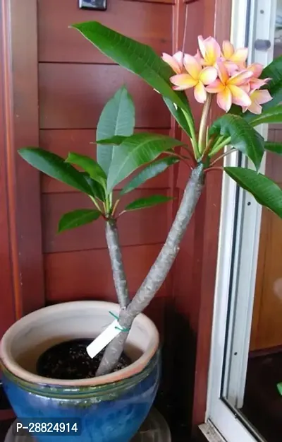 Baishnab  Plumeria Flower white Live Plant CF21 P-thumb0