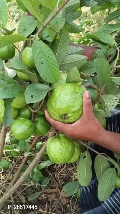 Baishnab  GuavaA5 Guava Plant-thumb0