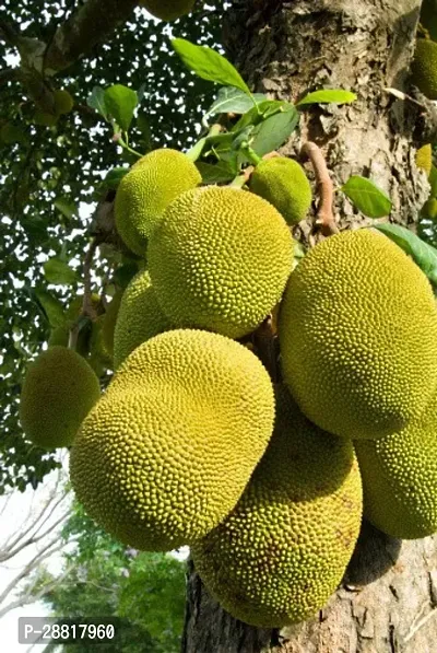 Baishnab  Jackfruit KATHAL45 Jack Fruit Plant-thumb0