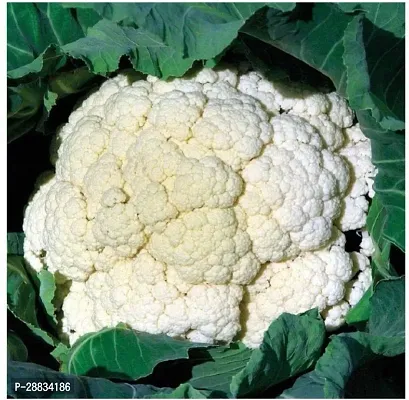 Baishnab Cauliflower seed o 20prpk3216549820PIECE-thumb0