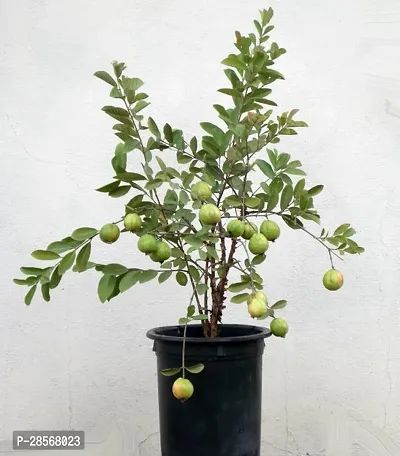 Baishnab Guava Plant Hybrid Thai Dwarf Variety Guava Grafted Live PlantIG3561-thumb0