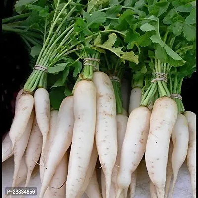 Baishnab Mulo seed a 20psRADISH LONG WHITE ZAKSCO VEG SEEDSV2720PIECE-thumb0