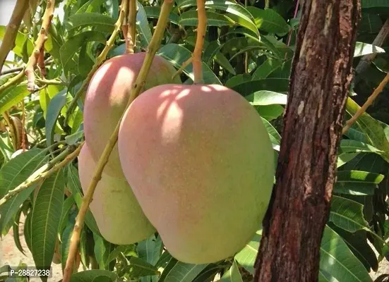 Baishnab  Gulab Khaas Mango Live Grafted Plant G4