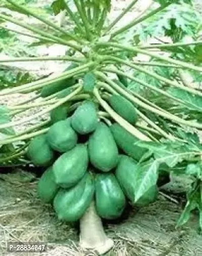 Baishnab Papa seed hh 150psPW40 PAPAYA HYBRID SEED150PIECE-thumb0