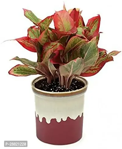 Baishnab  PLT182 Aglaonema Plant