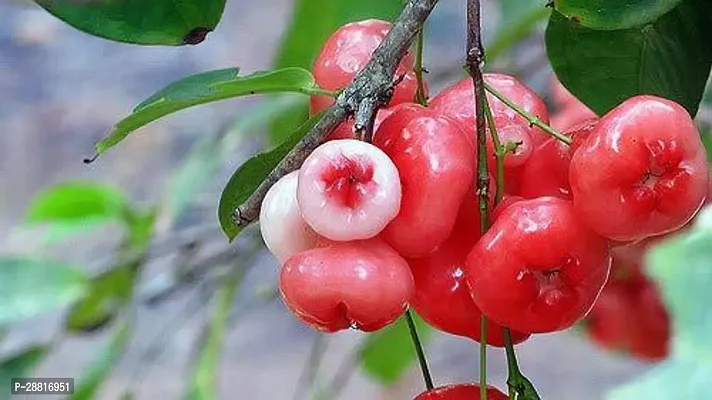 Baishnab  Thai Red Java Apple JMG04 Pomegranate Pl