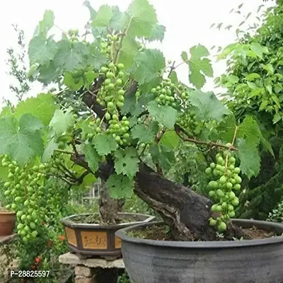 Baishnab  p31 Grapes Plant