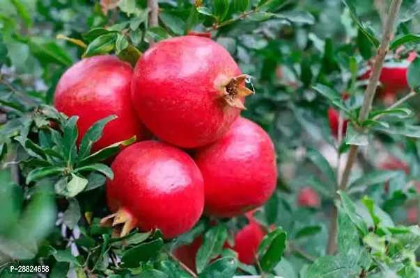 Baishnab  l11 Pomegranate Plant