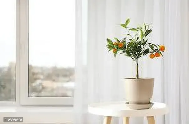 Baishnab  OZO01 Orange Plant