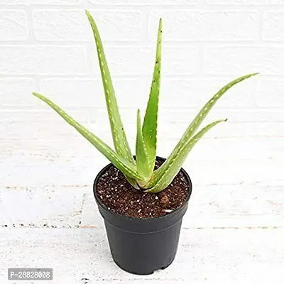 Baishnab  Aloe Vera Plant CF00043 Aloe Vera Plant-thumb0