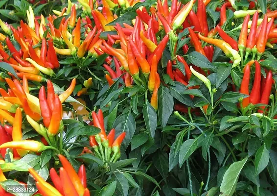 Baishnab w 9C13 BEST SELLER FARMER CHOICE PREMIUM 100 percent GERMINATION 200 SEEDS OF F1 HYBRID  CHILLIMIRCHI OR MIRCH.200PIECE-thumb0